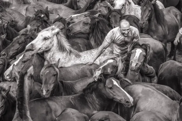 Framed Print : Wild horses rounded up in the crowded arena during the Rapa das Bestas (Shearing Framed Print : Wild horses rounded up in the crowded arena during the Rapa das Bestas (Shearing