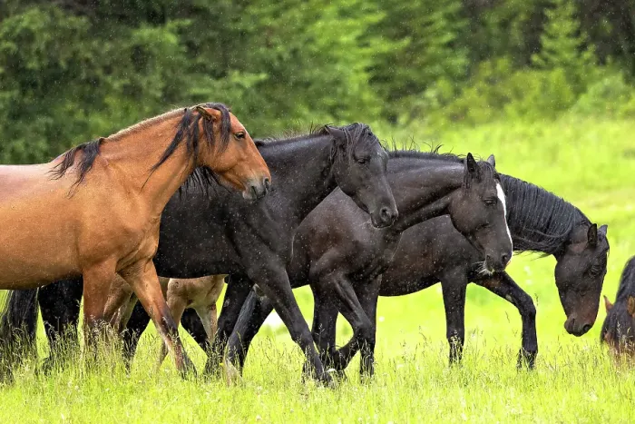 Framed Print : Wild horses running in the rain in Alberta, Canada Framed Print : Wild horses running in the rain in Alberta, Canada