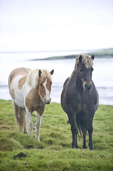 Wild Horses, South Iceland, Northern Europe