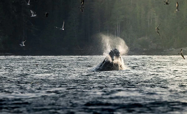 Wild Humpback Whale feeding at broughton archipelago, Vancouver Island, British Columbia
