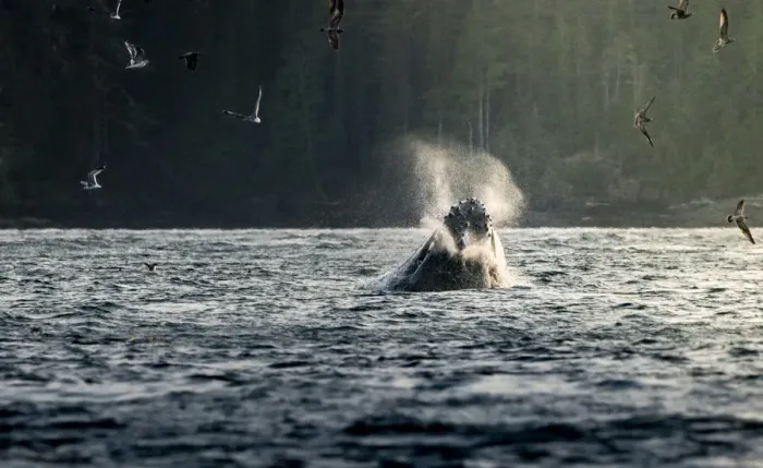 Framed Print : Wild Humpback Whale feeding at broughton archipelago, Vancouver Island, British Columbia Framed Print : Wild Humpback Whale feeding at broughton archipelago, Vancouver Island, British Columbia