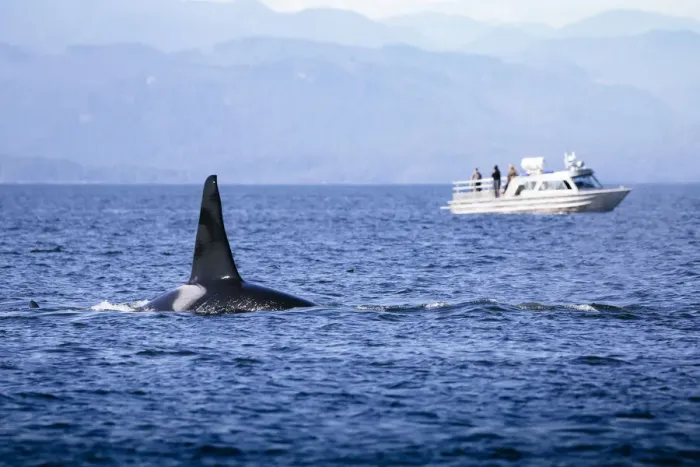 Framed Print : Wild Killer Whale Watching at Vancouver Island, British Columbia, Canada Framed Print : Wild Killer Whale Watching at Vancouver Island, British Columbia, Canada