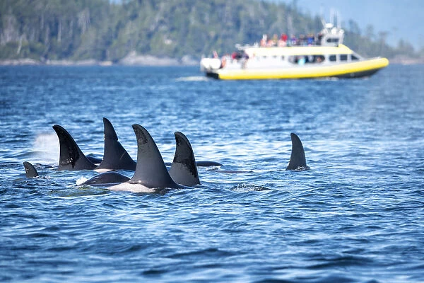Wild Killer Whale Watching at Vancouver Island, British Columbia, Canada. Pod and boat