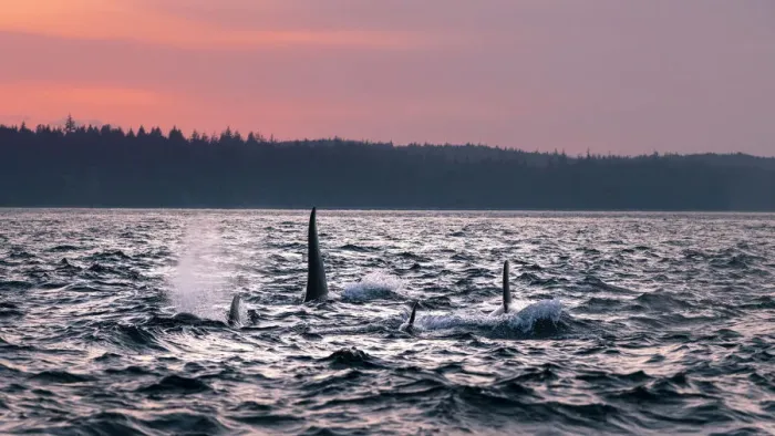 Framed Print : Wild Killer Whale Watching at Vancouver Island, British Columbia, Canada. Sunset