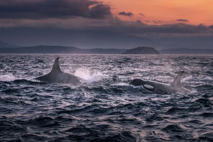 Framed Print : Wild Killer Whale Watching at Vancouver Island, British Columbia, Canada. Sunset