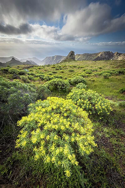 Wild landscape with Euphorbia and agave near Barranco del Cabrito, La Gomera, Canary Islands, Spain