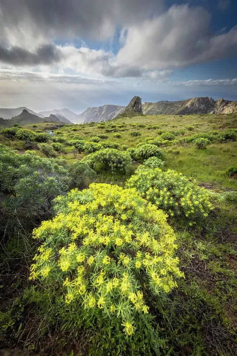 Framed Print : Wild landscape with Euphorbia and agave near Barranco del Cabrito, La Gomera, Canary Islands, Spain Framed Print : Wild landscape with Euphorbia and agave near Barranco del Cabrito, La Gomera, Canary Islands, Spain