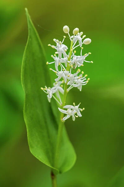 Wild Lily-of-the-valley (Maianthemum canadense) at Bunny Lake Sioux Narrows, Ontario, Canada