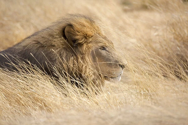 Wild lion in the Savannah, Namibia