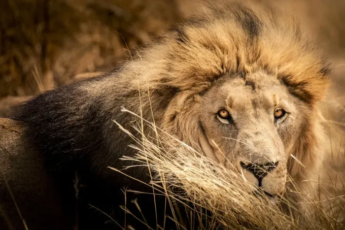 Framed Print : Wild lion in the Savannah, Namibia Framed Print : Wild lion in the Savannah, Namibia