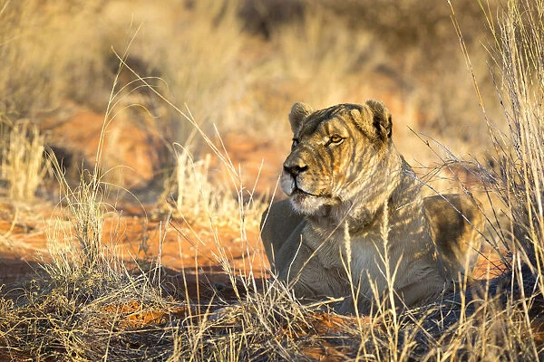 Wild lioness portrait, Kalahari desert, Namibia, Africa