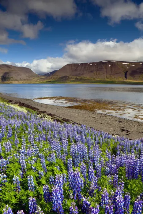 Framed Print : Wild Lupins along Fjord, Sudureyri, Iceland Framed Print : Wild Lupins along Fjord, Sudureyri, Iceland