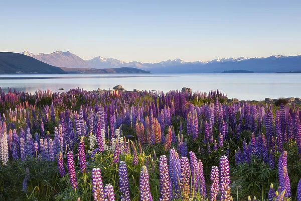 Wild lupins, Lake Tekapo, Mackenzie Country, Canterbury, South Island, New Zealand