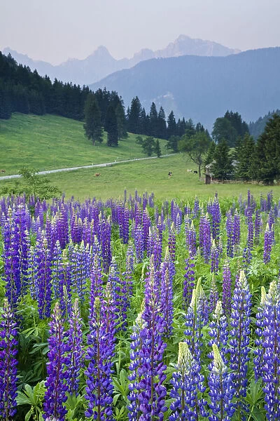Wild Lupins, Lupinus nootkatensis, near Kranjska Gora, Julian Alps, Gorenjska, Slovenia