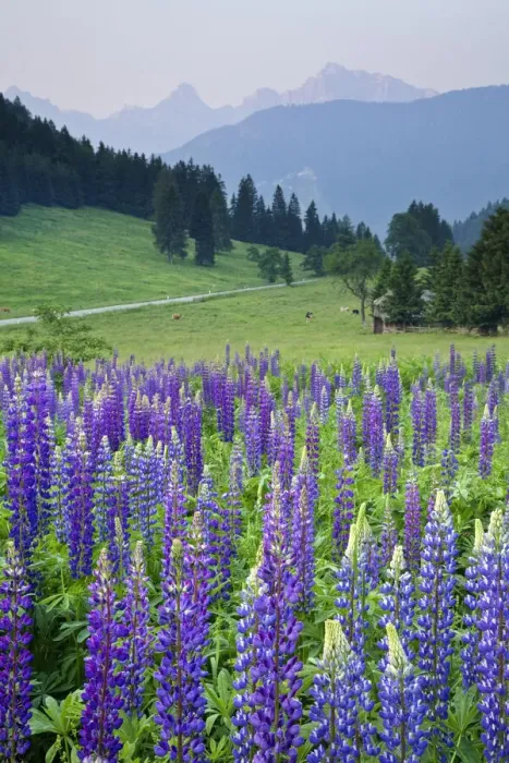 Framed Print : Wild Lupins, Lupinus nootkatensis, near Kranjska Gora, Julian Alps, Gorenjska, Slovenia Framed Print : Wild Lupins, Lupinus nootkatensis, near Kranjska Gora, Julian Alps, Gorenjska, Slovenia