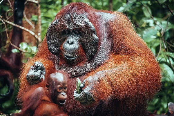 Wild Orangutan with baby in Tanjung Puting National Park, Kalimantan Indonesia