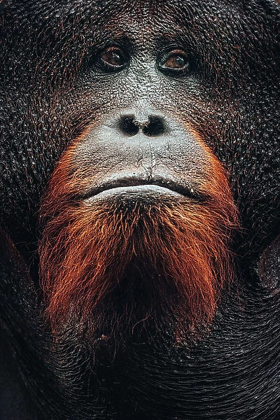 Wild Orangutan close up portrait, Tanjung Puting National Park, Kalimantan Indonesia