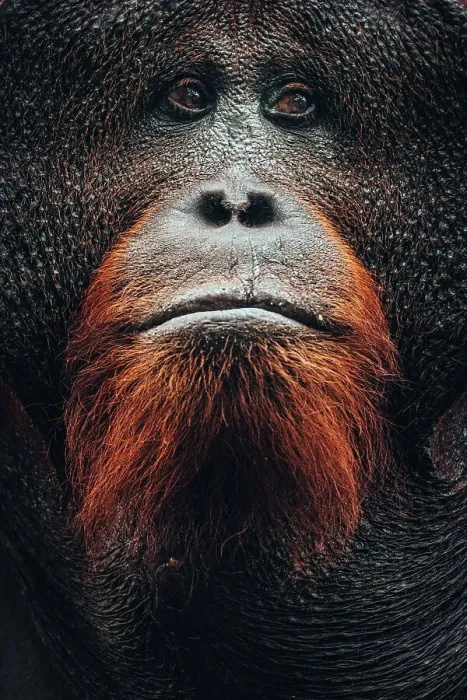 Framed Print : Wild Orangutan close up portrait, Tanjung Puting National Park, Kalimantan Indonesia Framed Print : Wild Orangutan close up portrait, Tanjung Puting National Park, Kalimantan Indonesia