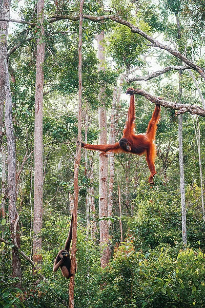Wild Orangutan and Gibbon in Tanjung Puting National Park, Kalimantan Indonesia