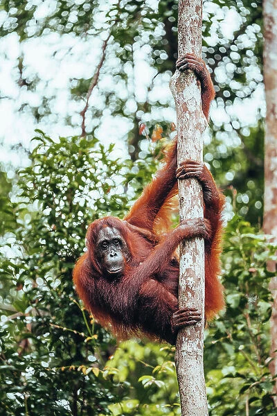Wild Orangutan in Tanjung Puting National Park, Kalimantan Indonesia