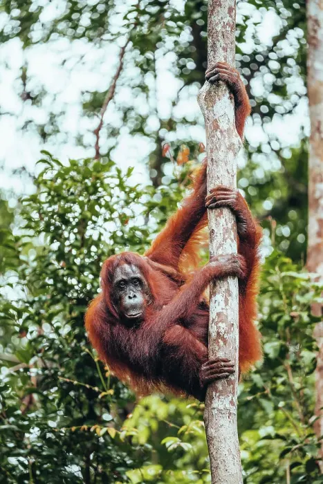 Framed Print : Wild Orangutan in Tanjung Puting National Park, Kalimantan Indonesia