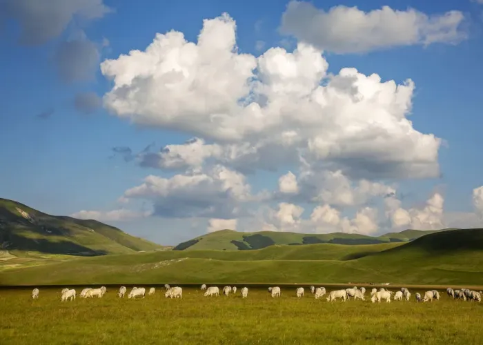 Framed Print : Wild pasture in Castelluccio di Norcia, Umbria, Italy Framed Print : Wild pasture in Castelluccio di Norcia, Umbria, Italy