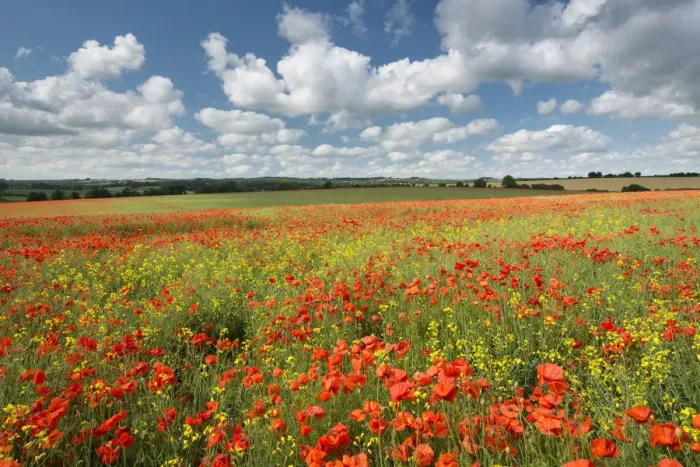 Framed Print : Wild poppies on a beautiful summers day, Dorset, England. Summer (July) Framed Print : Wild poppies on a beautiful summers day, Dorset, England. Summer (July)