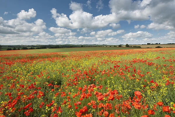 Wild poppies on a beautiful summers day, Dorset, England. Summer (July)