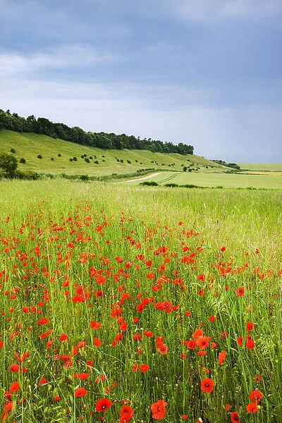 Wild poppies flowering in countryside near the village of West Dean, Wiltshire, England
