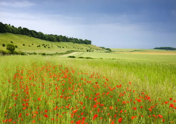 Framed Print : Wild poppies flowering in countryside near the village of West Dean, Wiltshire, England