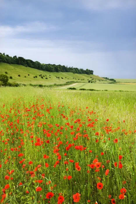 Framed Print : Wild poppies flowering in countryside near the village of West Dean, Wiltshire, England Framed Print : Wild poppies flowering in countryside near the village of West Dean, Wiltshire, England