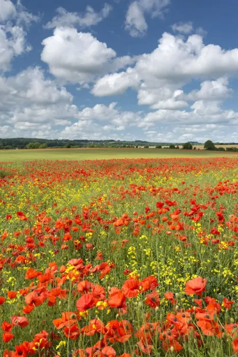 Framed Print : Wild poppies and rapeseed flowering in a Dorset field, England. Summer (July) Framed Print : Wild poppies and rapeseed flowering in a Dorset field, England. Summer (July)