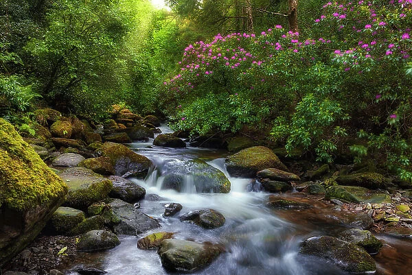 Wild rhododendron shrubs surround Torc brook in Killarney National Park, Killarney, Ring of Kerry, Co. Kerry, Ireland, Europe