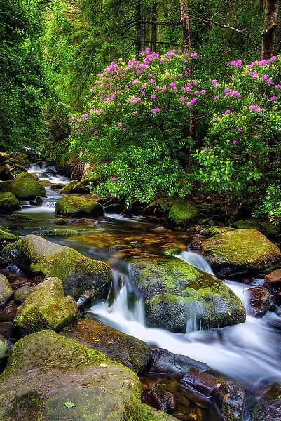 Wild rhododendrons shrubs surround Torc brook in Killarney National Park, Killarney, Ring of Kerry, Co. Kerry, Ireland, Europe