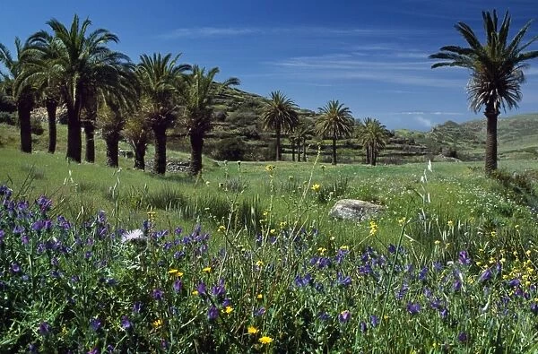 Wild spring flowers flank palm groves and terraced fields on La Gomera