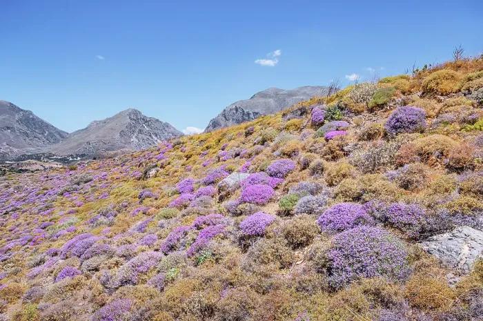 Framed Print : Wild thyme bushes blooming, Kourtaliotiko gorge, Rethymno, Crete, Greek Islands, Greece