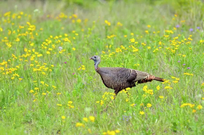 Framed Print : Wild Turkey (Meleagris gallopavo), Willow City, Texas, USA Framed Print : Wild Turkey (Meleagris gallopavo), Willow City, Texas, USA