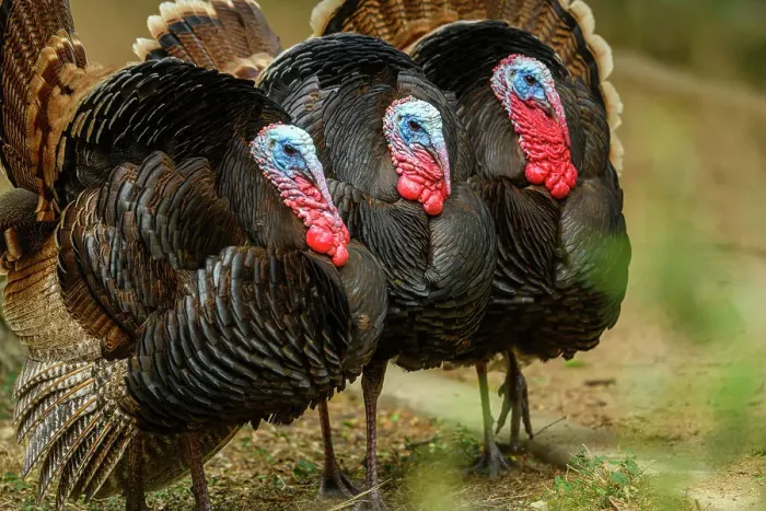 Framed Print : Wild Turkey (Meleagris gallopavo), Resaca De La Palma State Park, Brownsville, Texas, USA Framed Print : Wild Turkey (Meleagris gallopavo), Resaca De La Palma State Park, Brownsville, Texas, USA