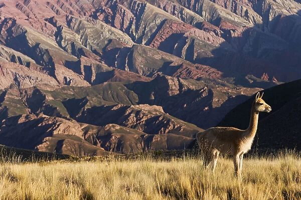 A wild vicuna with the Hornocal (Mountain of 14 colors) in the background, Humahuaca, Jujuy, Argentina