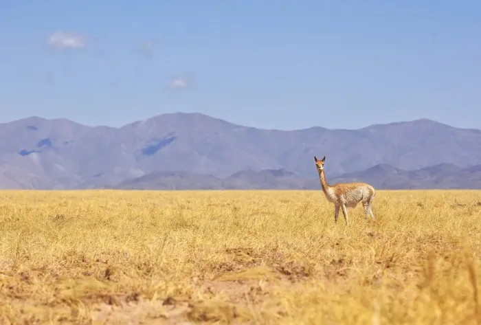 Framed Print : A wild vicuna near the Salinas Grandes salt flat at 3450 mt of altitude, Jujuy, Argentina Framed Print : A wild vicuna near the Salinas Grandes salt flat at 3450 mt of altitude, Jujuy, Argentina