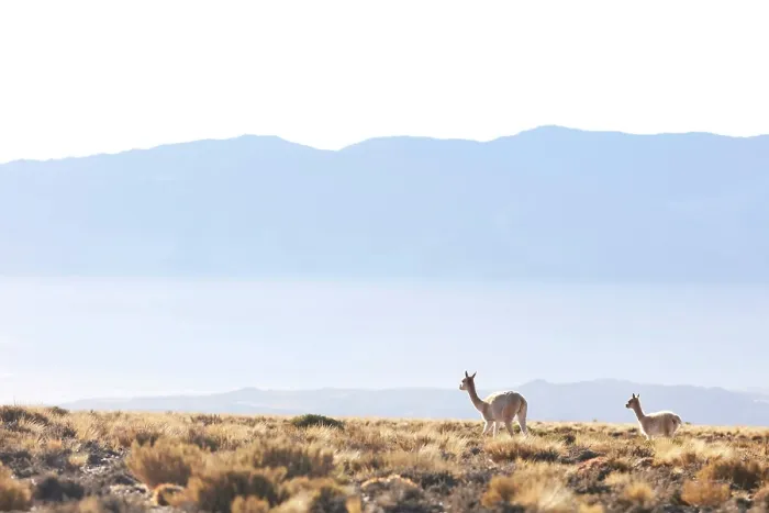 Framed Print : Wild vicunas in the Andes mountains, near Antofagasta de la Sierra, Puna de Atacama, Catamarca, Northwest Argentina Framed Print : Wild vicunas in the Andes mountains, near Antofagasta de la Sierra, Puna de Atacama, Catamarca, Northwest Argentina