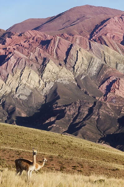 Wild vicunas with the Hornocal (Mountain of 14 colors) in the background, Humahuaca, Jujuy, Argentina