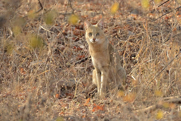 Wildcat, Ranthambore National Park, Rajasthan, India, Asia