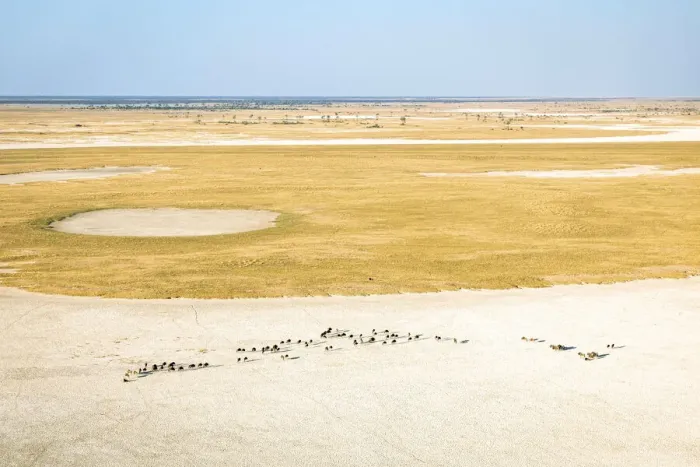 Framed Print : Wildebeest Herd, Makgadikgadi Salt Pans, Botswana Framed Print : Wildebeest Herd, Makgadikgadi Salt Pans, Botswana