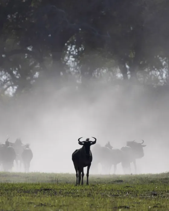 Framed Print : Wildebeest, Okavango Delta, Botswana Framed Print : Wildebeest, Okavango Delta, Botswana