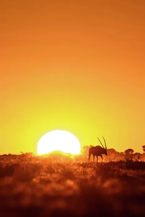 Framed Print : Wildebeest at sunset, Makgadikgadi Salt Pans, Botswanasky Framed Print : Wildebeest at sunset, Makgadikgadi Salt Pans, Botswanasky