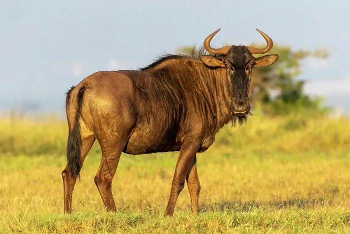 Framed Print : Wildebeest, Zimanga Private Game Reserve, Natal, South Africa