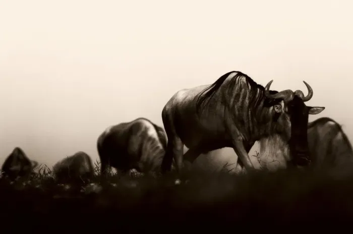 Framed Print : Wildebeeste migration, Serengeti, Tanzania Framed Print : Wildebeeste migration, Serengeti, Tanzania