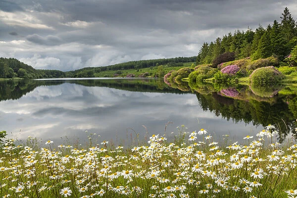 Wildflower daisies on the banks of Kennick Reservoir in Dartmoor National Park, Devon