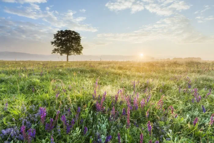 Framed Print : Wildflower meadow at dawn, Kazanluk, Bulgaria Framed Print : Wildflower meadow at dawn, Kazanluk, Bulgaria
